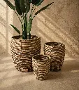 Sunlit minimalist planters with tropical leaves.webp