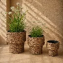 Natural textures and lush greenery.webp