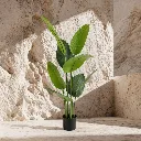 Sunlit plant against sculpted stone wall.webp