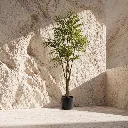Minimalist sunlit plant in stone alcove.webp