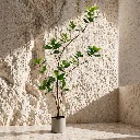Minimalist plant in warm stone interior.webp