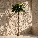 Palm tree in minimalist courtyard setting (1).webp