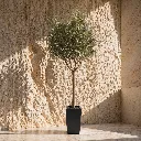 Serene minimalist interior with potted tree.webp
