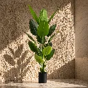 Tropical plant in sunlit interior.webp