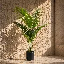 Sunlit corner with potted palm.webp
