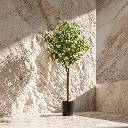 Serene minimalist with flowering tree.webp