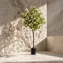 Sunlit potted tree in minimal interior.webp