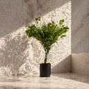 Minimalist plant with strong sunlight.webp