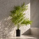 Sunlit corner with potted plant.webp