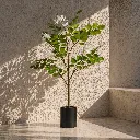 Sunlit plant against textured wall (2).webp