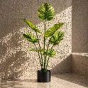 Sunlit tropical plant in minimalist setting (1).webp