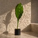 Tropical plant in minimal sunlight setting.webp