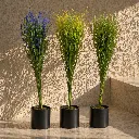 Minimalist grass arrangement with warm lighting.webp