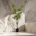 Minimalist plant in warm sunlight.webp