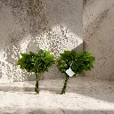 Serene marble corner with green foliage.webp