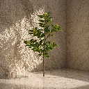 Serene corner with slender plant.webp