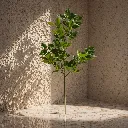 Serene plant in soft sunlight.webp