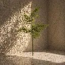 Delicate fern in warm light.webp