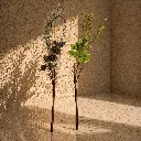 Sunlit minimalism with decorative branches.webp