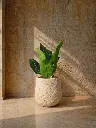 Sunlit plant with textured pot.webp