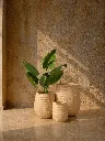 Sunlit rustic pots and plant.webp