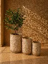 Sunlit still life with potted plants.webp