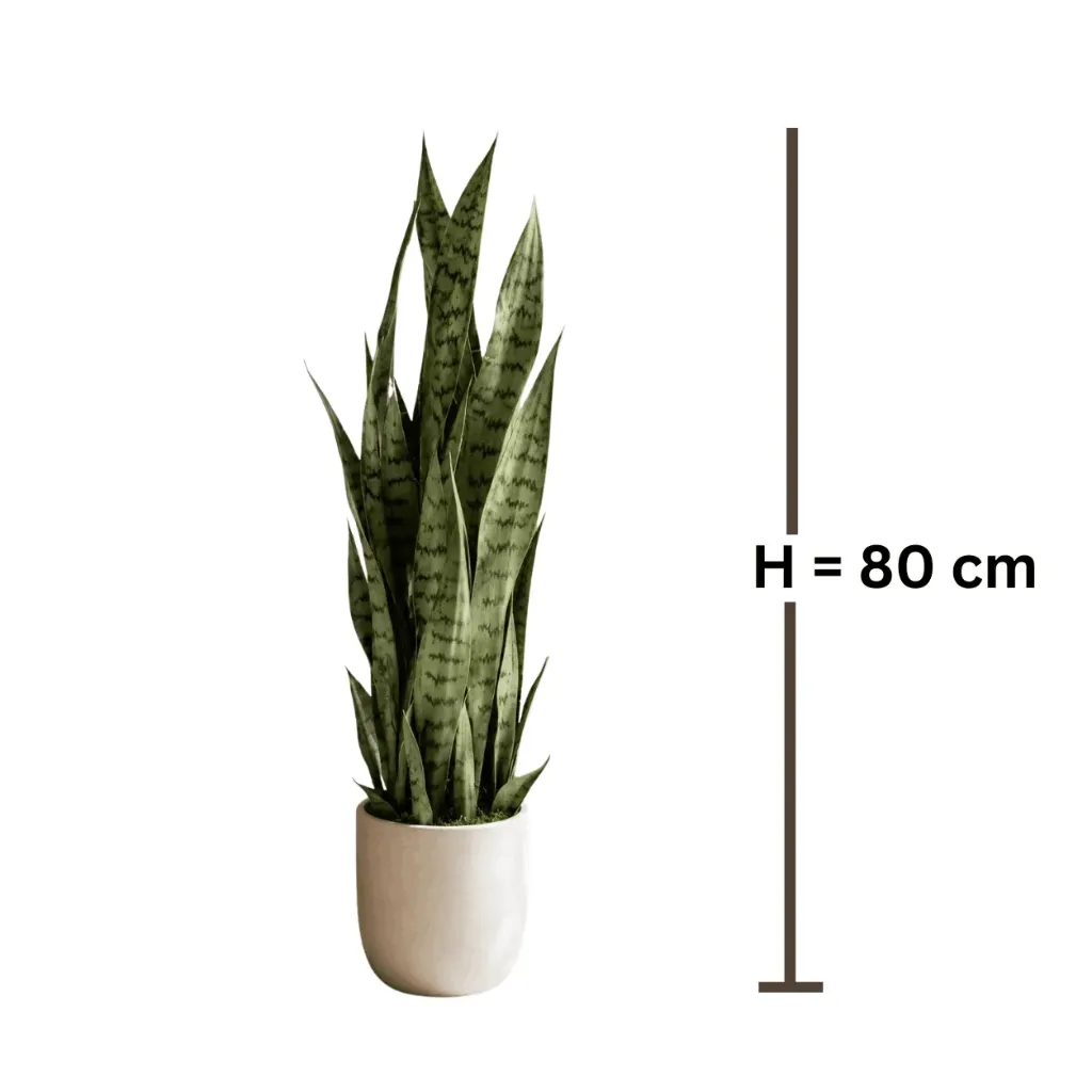 H.webp