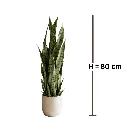 H.webp