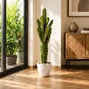 Desert Crown Cactus.webp