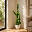 Saguaro Luxe.webp