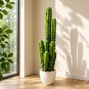 Columnar Cactus Elite.webp
