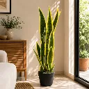 Golden Edge Sansevieria.webp