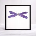 Violet Drift