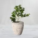 Gravon Stone Trio Planter