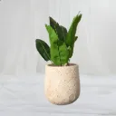 Zayra Pebble Pot