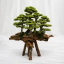 Ancient Roots