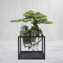 Floating Grove