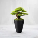 Zen Noir Bonsai