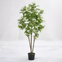 Botanica Royale
