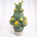 Desert Jewel Cactus
