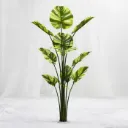 Imperial Variegata