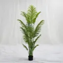 Tropic Grace