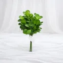 Imperial Boxwood Stem