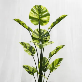 [SF-1392] Imperial Variegata