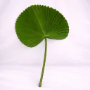 Luna Palm Élan