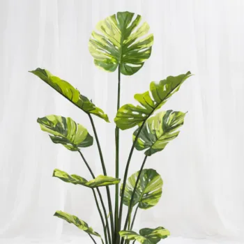 Monstera Regalia