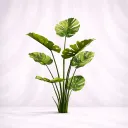 Monstera Regalia