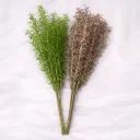 Prairie Plume