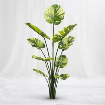 [SF-1412] Same Monstera Regalia