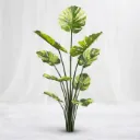 Same Monstera Regalia